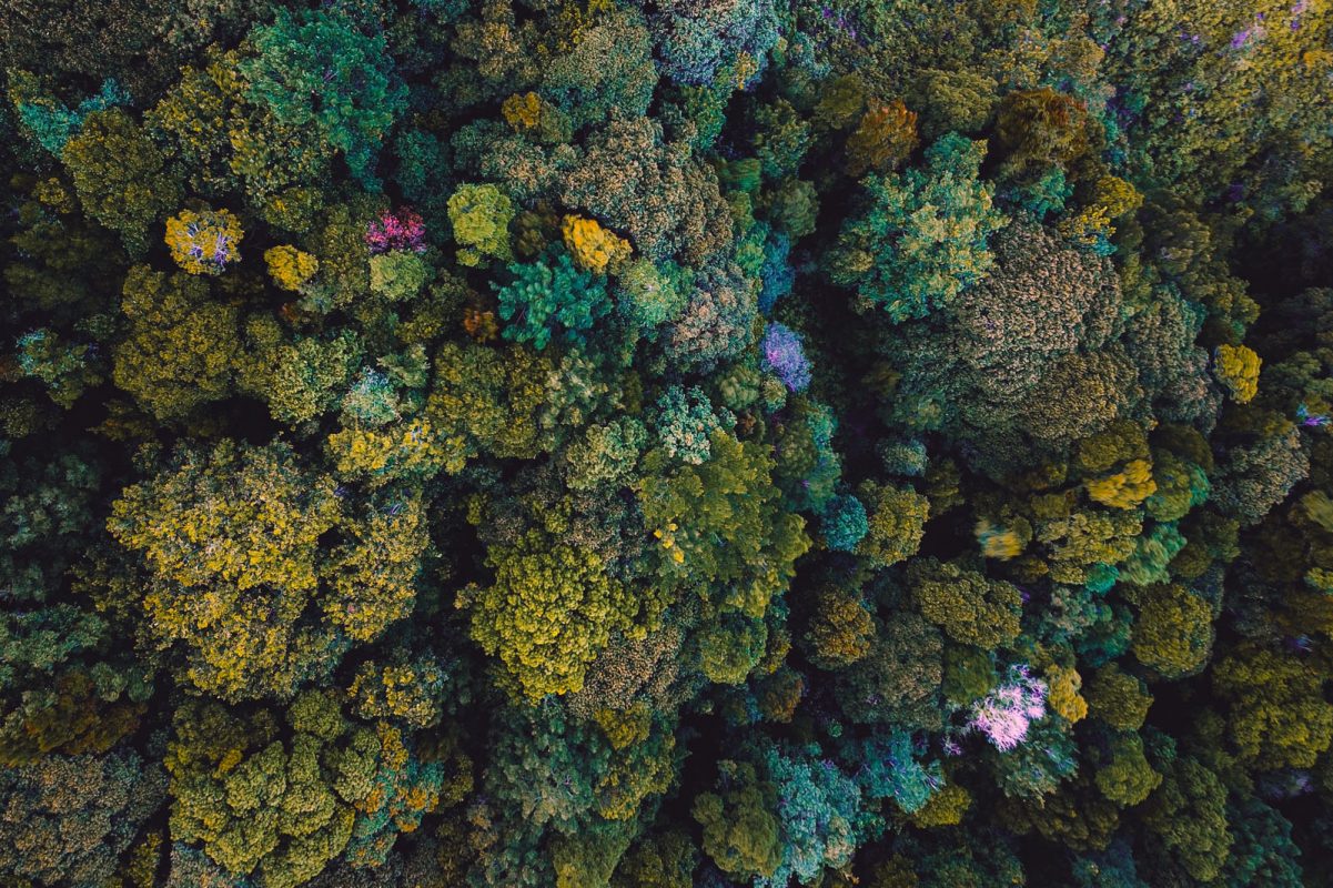 aerial-shot-of-forest