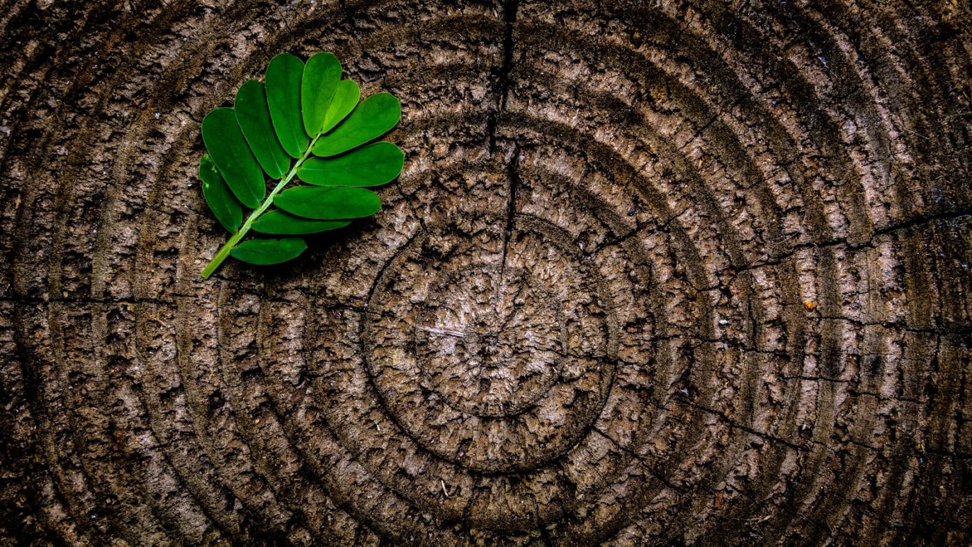 green-leaf-plant-on-brown-wooden-stump