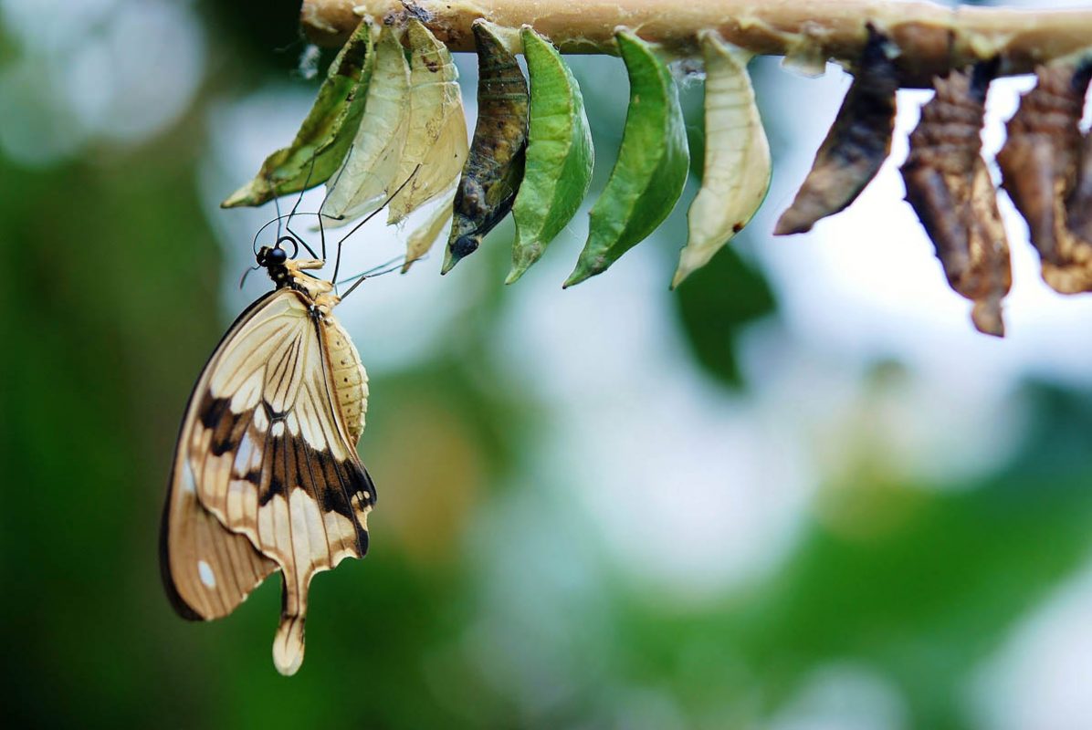 transformation-through-values